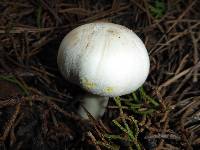 Agaricus xanthodermus image