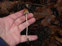 Psathyrella corrugis image