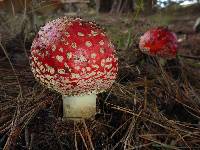 Amanita muscaria subsp. flavivolvata image