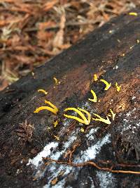 Calocera cornea image