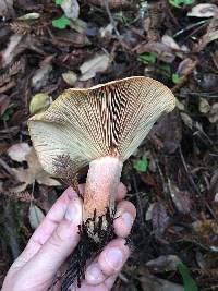 Lactarius alnicola image