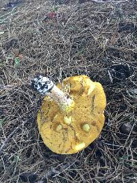 Suillus pungens image