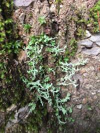 Cladonia squamosa image