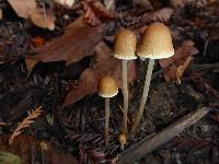 Psathyrella corrugis image