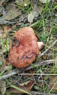 Lactarius xanthogalactus image