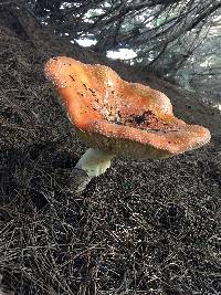 Amanita muscaria image