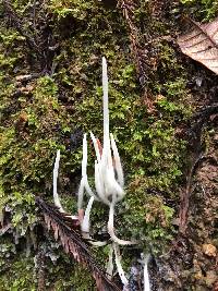 Clavaria fragilis image