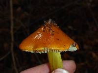 Hygrocybe singeri image