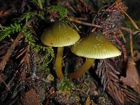 Hygrocybe psittacina var. psittacina image