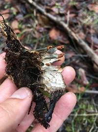 Peltigera membranacea image