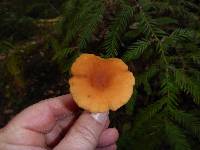 Lactarius rubidus image