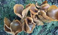 Omphalotus olivascens image