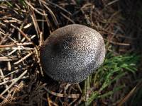 Tricholoma terreum image