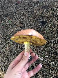 Suillus pungens image