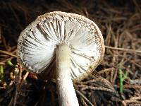 Tricholoma terreum image