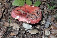 Russula cremoricolor image