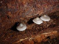 Mycena maculata image