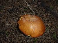 Suillus pungens image