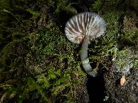 Entoloma serrulatum image