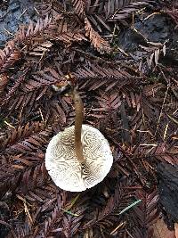 Hypholoma fasciculare image