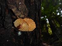 Xeromphalina campanella image