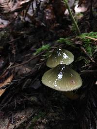 Hygrocybe psittacina var. psittacina image