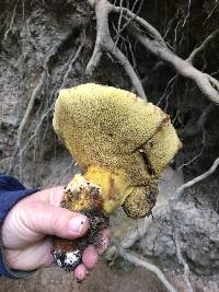 Suillus caerulescens image