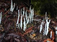 Clavaria fragilis image