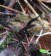 Xylaria hypoxylon image