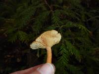 Lactarius rubidus image