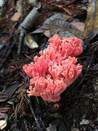 Ramaria araiospora image