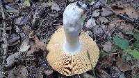 Russula cremoricolor image