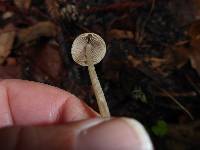 Psathyrella corrugis image