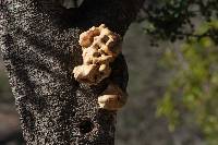 Laetiporus gilbertsonii image