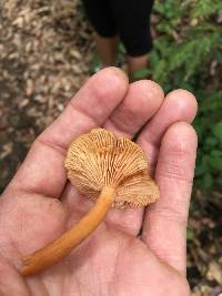 Lactarius rubidus image