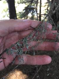 Ramalina menziesii image