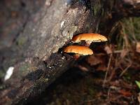 Xeromphalina campanella image