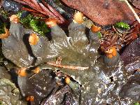 Peltigera membranacea image