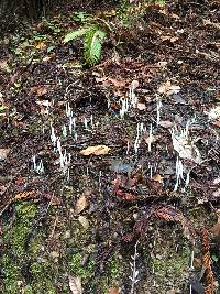 Clavaria fragilis image