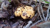 Cantharellus californicus image