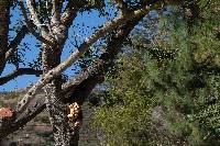 Laetiporus gilbertsonii image