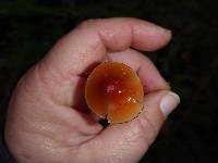 Hygrocybe psittacina var. psittacina image