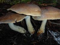 Leucopaxillus gentianeus image