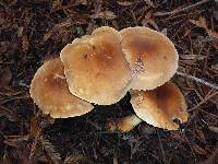 Leucopaxillus gentianeus image