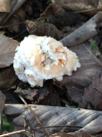 Hericium erinaceus image