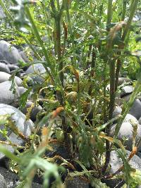 Puccinia lagenophorae image