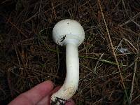 Agaricus xanthodermus image