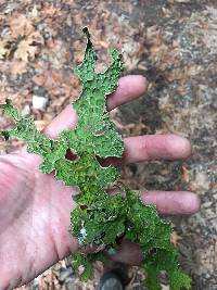 Lobaria pulmonaria image