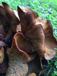 Omphalotus olivascens image