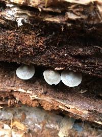 Mycena maculata image